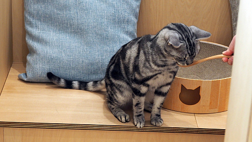 画像ギャラリー No.019のサムネイル画像 / 猫カフェ「Cat Café MOFF グランベリーパーク店」レビュー