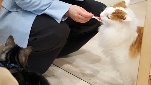 画像ギャラリー No.020のサムネイル画像 / 猫カフェ「Cat Café MOFF グランベリーパーク店」レビュー