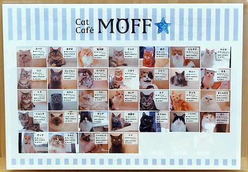 画像ギャラリー No.021のサムネイル画像 / 猫カフェ「Cat Café MOFF グランベリーパーク店」レビュー