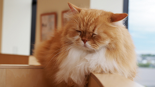 画像ギャラリー No.025のサムネイル画像 / 猫カフェ「Cat Café MOFF グランベリーパーク店」レビュー