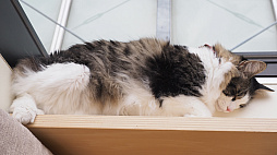 画像ギャラリー No.026のサムネイル画像 / 猫カフェ「Cat Café MOFF グランベリーパーク店」レビュー