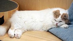 画像ギャラリー No.027のサムネイル画像 / 猫カフェ「Cat Café MOFF グランベリーパーク店」レビュー