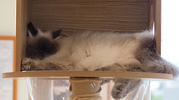 画像ギャラリー No.030のサムネイル画像 / 猫カフェ「Cat Café MOFF グランベリーパーク店」レビュー
