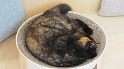 画像ギャラリー No.032のサムネイル画像 / 猫カフェ「Cat Café MOFF グランベリーパーク店」レビュー