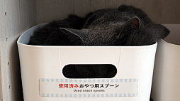 画像ギャラリー No.033のサムネイル画像 / 猫カフェ「Cat Café MOFF グランベリーパーク店」レビュー