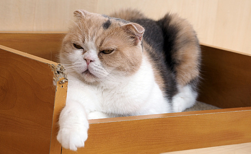 画像ギャラリー No.035のサムネイル画像 / 猫カフェ「Cat Café MOFF グランベリーパーク店」レビュー