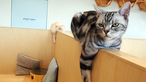 画像ギャラリー No.037のサムネイル画像 / 猫カフェ「Cat Café MOFF グランベリーパーク店」レビュー