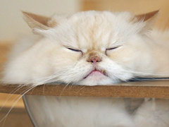 猫カフェ「Cat Café MOFF グランベリーパーク店」レビュー
