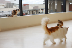 画像ギャラリー No.013のサムネイル画像 / 「リトルキティ・ビッグシティ〜まいごの子猫の街さんぽ〜」,Switch向けパッケージ版を発売。飼い主とはぐれた黒猫が,街を気ままに探索する