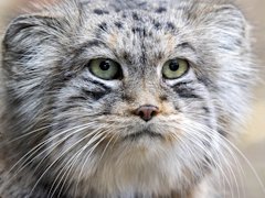 世界最古の猫，マヌルネコさんの「Path of the Abyss」レビュー。えーあい！Steam広場