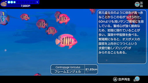 画像ギャラリー No.006のサムネイル画像 / ダイバーとなって海域を泳ぎ，500種類以上の生き物と出会える「FOREVER BLUE LUMINOUS」，公式サイトを公開。各種機能の紹介も