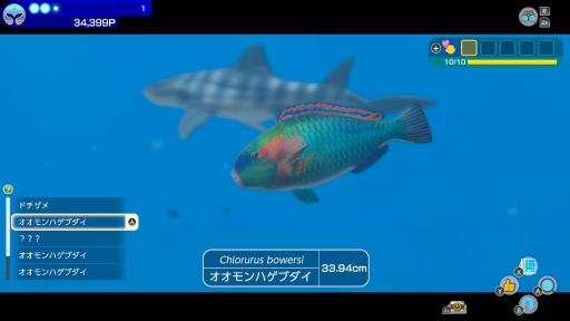 画像ギャラリー No.015のサムネイル画像 / ［プレイレポ］「FOREVER BLUE LUMINOUS」で神秘的なダイビング体験を。ベールド海での海中散歩は驚きと出会いに満ちていた