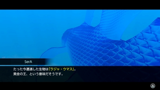 画像ギャラリー No.024のサムネイル画像 / ［プレイレポ］「FOREVER BLUE LUMINOUS」で神秘的なダイビング体験を。ベールド海での海中散歩は驚きと出会いに満ちていた