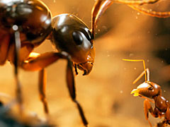 ［GDC 2024］アリ軍団を率いる超リアルなネイチャー系RTS「Empire of the Ants」のライブデモをチェック