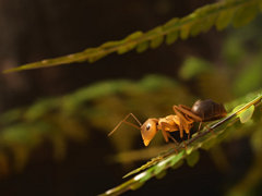 超リアル蟻シム「蟻の帝国-Empire of the Ants」，ローンチトレイラーを公開。蟻のコロニーを率いて，さまざまな難関を乗り越えていこう！
