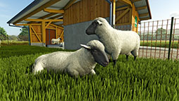 画像ギャラリー No.004のサムネイル画像 / 「Farming Simulator 25」,新作物「お米」「エンドウマメ」のトレイラー映像を公開。お米は長粒米と短粒米の2種類を栽培できる