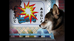 つぐのひ -犬のポッキー冒険譚-