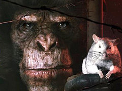 サバイバルホラー「ANIMAL USE PROTOCOL」，2026年リリースをアナウンス。主人公はアポカリプス後の世界で生き延びる実験用チンパンジー
