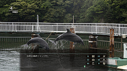 風雨来記5
