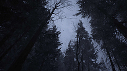 Whispers in the Fog