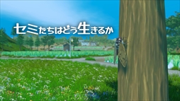 セミたちはどう生きるか