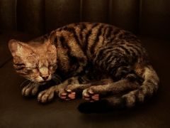 1匹の猫となり，飼い主との再会を目指すホラーADV「Meowmories -meowmare adventure-」，SteamストアページとティザーPVを公開