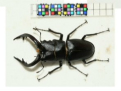 ［CEDEC 2023］生物多様性は，実はゲームやブロックチェーンと相性がいい。3Dデジタル生物標本の活用アイデアなどが語られたセッションをレポート
