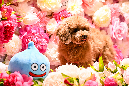 画像ギャラリー No.002のサムネイル画像 / DQ,FF,KHの犬猫グッズ「SQEX PETs」を見てきた! おもしろワンニャンアイテムたくさんの“インターペット2024”
