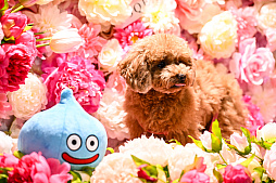 画像ギャラリー No.001のサムネイル画像 / スクエニの犬猫グッズ「SQEX PETs」も9月発売決定！　おもしろワンニャンアイテムたくさんの“インターペット2025”