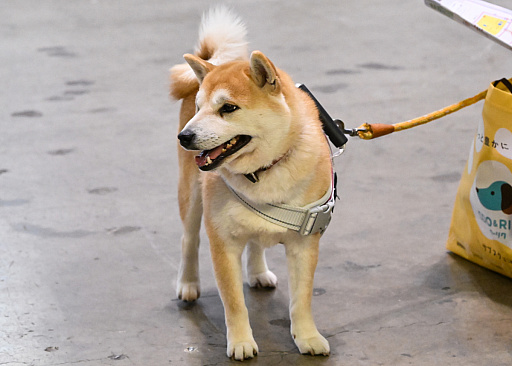 画像ギャラリー No.005のサムネイル画像 / スクエニの犬猫グッズ「SQEX PETs」も9月発売決定！　おもしろワンニャンアイテムたくさんの“インターペット2025”