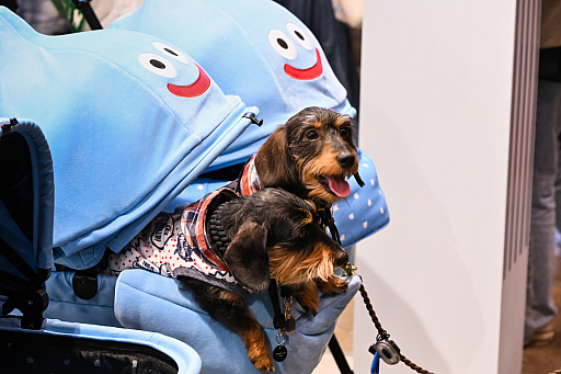 画像ギャラリー No.016のサムネイル画像 / スクエニの犬猫グッズ「SQEX PETs」も9月発売決定！　おもしろワンニャンアイテムたくさんの“インターペット2025”